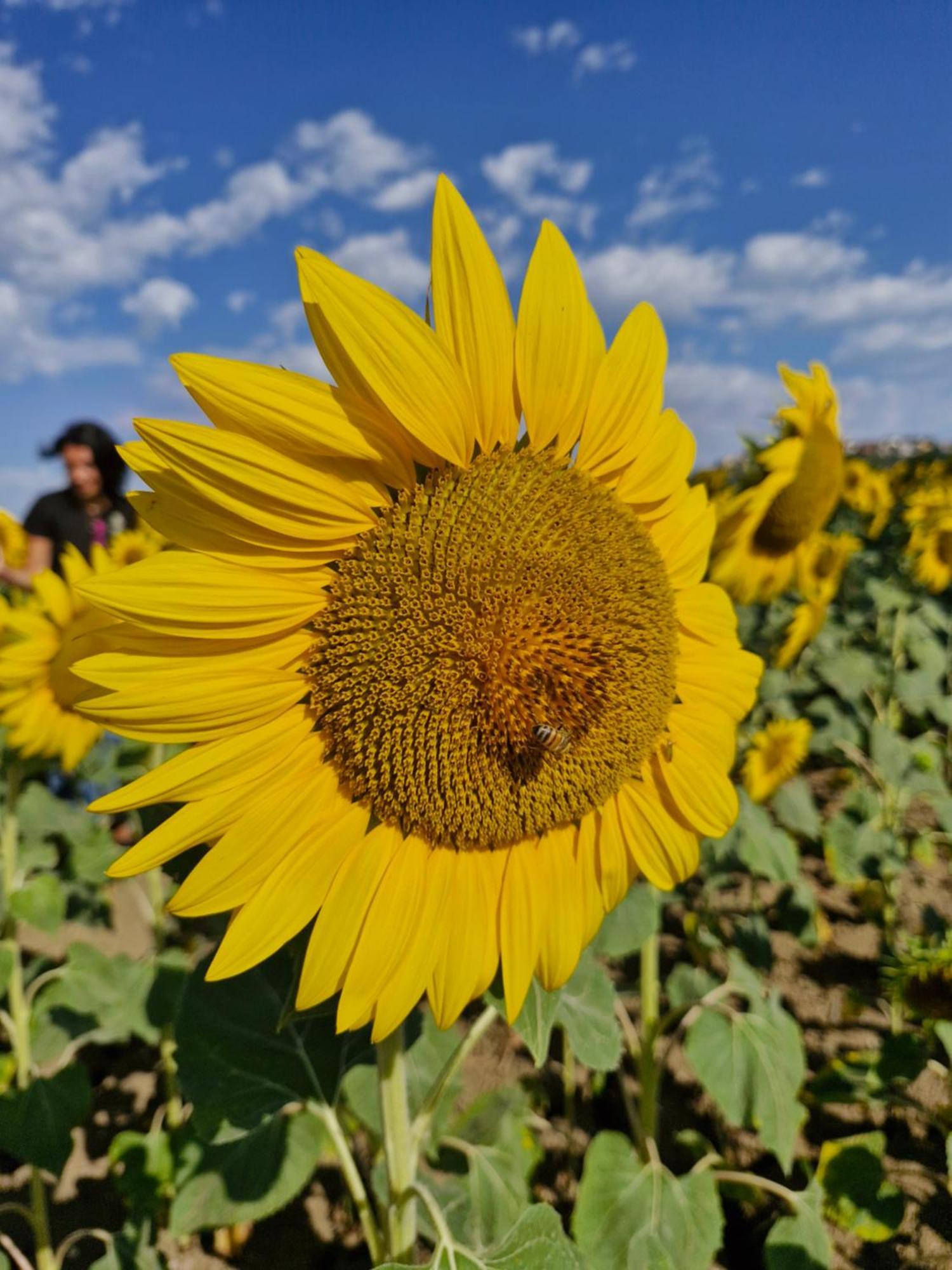 La Dolce Vita Castelfidardo Dış mekan fotoğraf